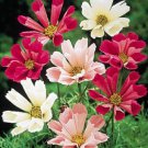 35+ Cosmos Seashells Mix Flower Seeds / Long Lasting Annual / Drought Tolerant