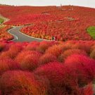 50+ Burning Bush Kochia Scoparia / Hardy-Drought Tolerant / Annual Flower Seeds