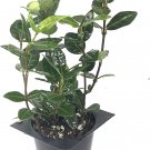 (20 plant) Asiatic Jasmine Minima | Live Plants | Trachelospermum Asiaticum Groundcover
