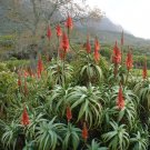 RARE ALOE ARBORESCENS kranz vera healing medicinal succulent plant seed 10 SEEDS