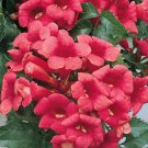 Campsis tagliabuana Madame Galen , 50 Seeds