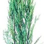 BASQUEStore | Blue Arrow Juniper | Live Trees By Florida Foliage Large Gallon Size