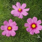 COSMOS GLORIA Cosmos Bipinnatus - 2,750 Bulk ct for germination