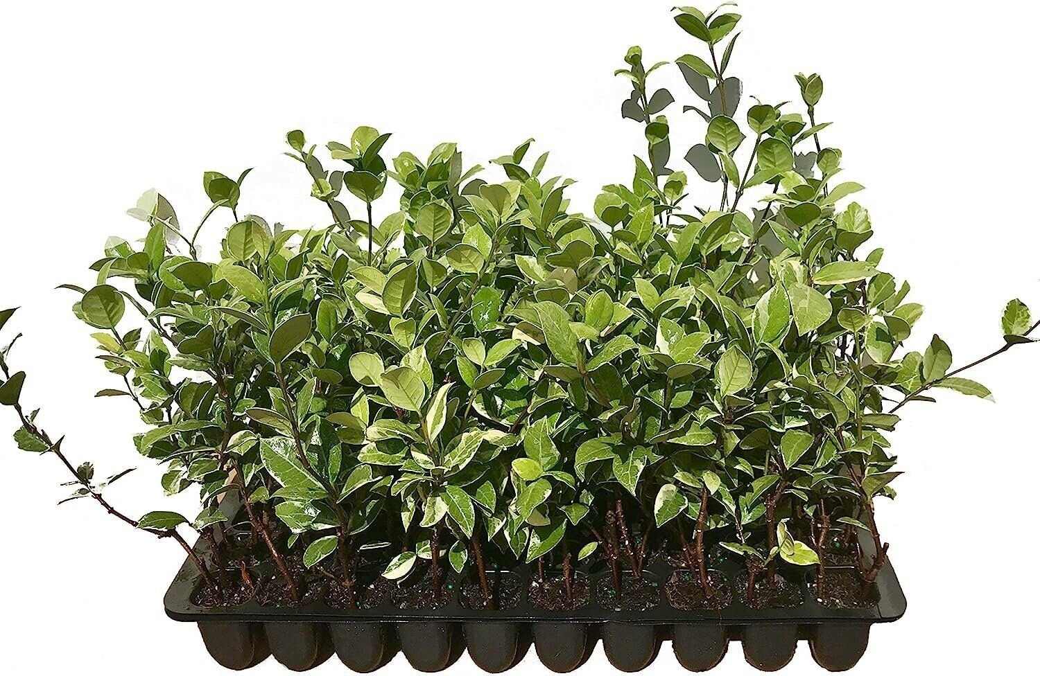(40 plant) Confederate Jasmine