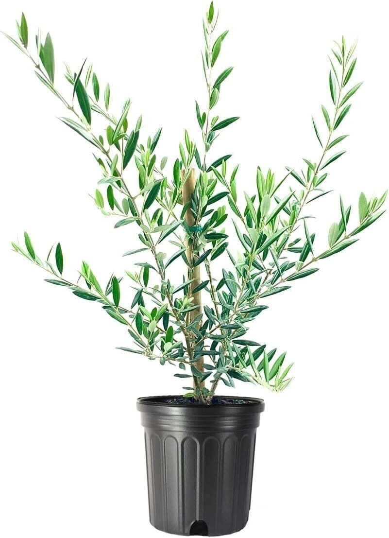 (3 tree) Arbequina Olive Tree | Beautiful Live Plant | Bring a Taste of the Mediterranean