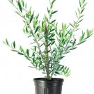 (3 tree) Arbequina Olive Tree | Beautiful Live Plant | Bring a Taste of the Mediterranean