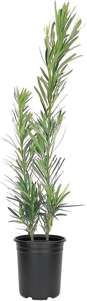 ( 3 plant) Podocarpus Macrophyllus Dwarf Pringles | Live Quart Size Plant | Dense Ever