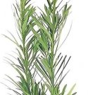 ( 3 plant) Podocarpus Macrophyllus Dwarf Pringles | Live Quart Size Plant | Dense Ever