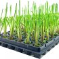 (30 plant) Pampas Grass Blue Bayou | Live Plants | Cortaderia Selloana