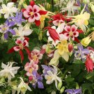 50 Origami Mix Columbine Ct Flower Perennial Flowers  Bloom