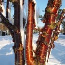 80 Prunus Serrula- Paperbark Cherry Tree- Red Shiny bark glistens!