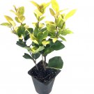 (3 plant) Ligustrum Japonicum Howardi | Live Plants By | Excellent large hedge