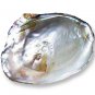 High Grade Natural (River) Mother of Pearl Cardigan Buttons (8 Pcs) ø23.0mm 2 Sewing Holes
