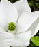 MagnoliaCrochets