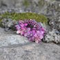 Small Purple Nature Handmade Flower Hair Clip Crystal Hair Claw Floral  Blossom FlowerJaw Clip