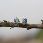 Butterfly Animal Earrings Studs Sterling Silver Cute Enamel Earrings for Nature lovers