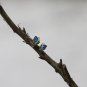 Butterfly Animal Earrings Studs Sterling Silver Cute Enamel Earrings for Nature lovers