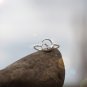 Animal Bunny Ring Minimalist Sterling Silver Adjustable Rabbit Cute Ring for Kids Animal Jewelry