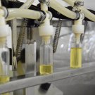 Producer of prickly pear seed oil
