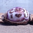 Personalized - 'I Love You' Engraved on Tiger Cowrie Seashell