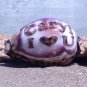 Personalized - 'I Love You' Engraved on Tiger Cowrie Seashell