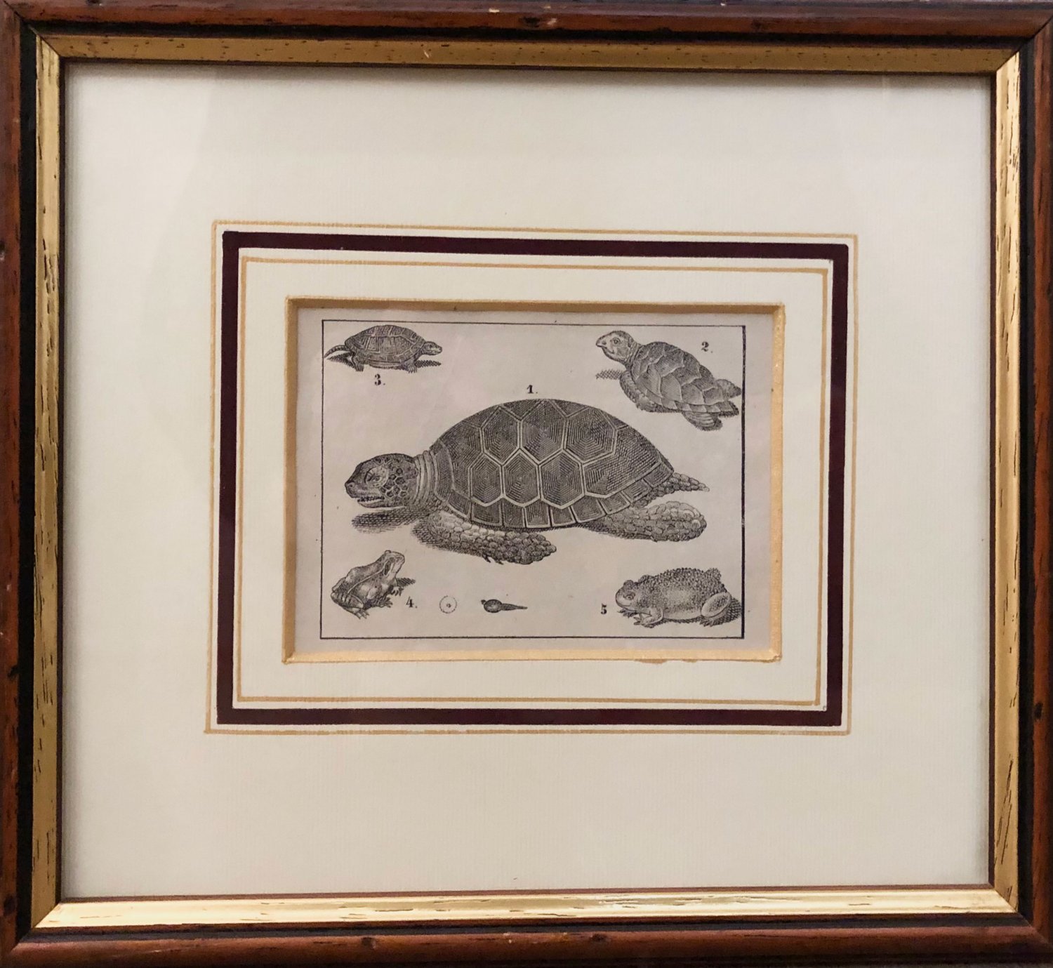Small lithography ""Turtles"". Lithography.