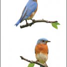 Mrs. Grossman'S Stickers-Birds