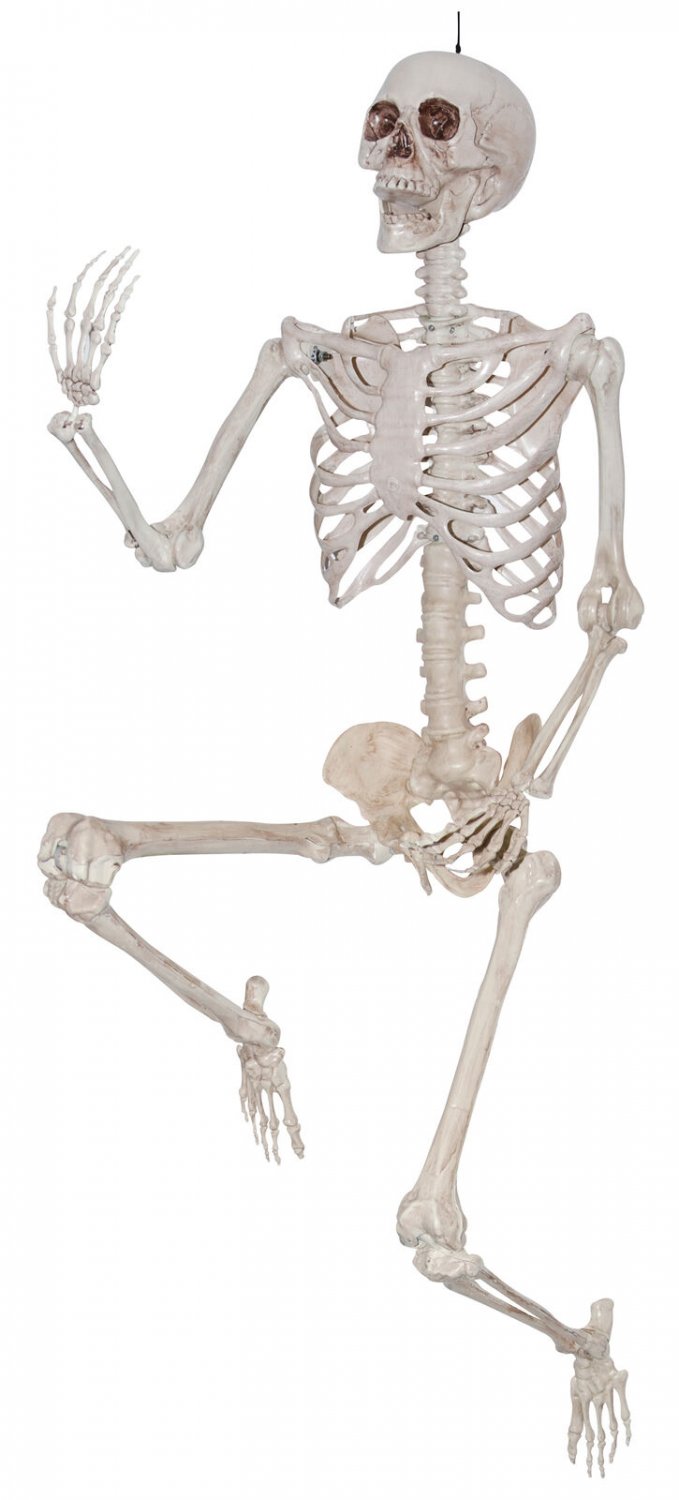 Sunstar 5ft Skeleton(Pose and Hold) Tag