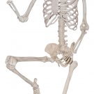 Sunstar 5ft Skeleton(Pose and Hold) Tag