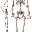Season Pose-N-Stay Skeleton
