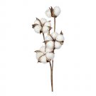 Darice Christmas Cottonpod Pick Natural 7.9 X 12 Inches