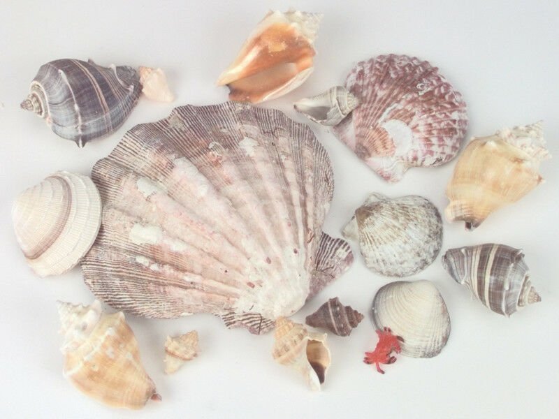 U.S. Shell Sea Shells In Lion's Paw Shell 11.2oz