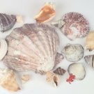 U.S. Shell Sea Shells In Lion's Paw Shell 11.2oz