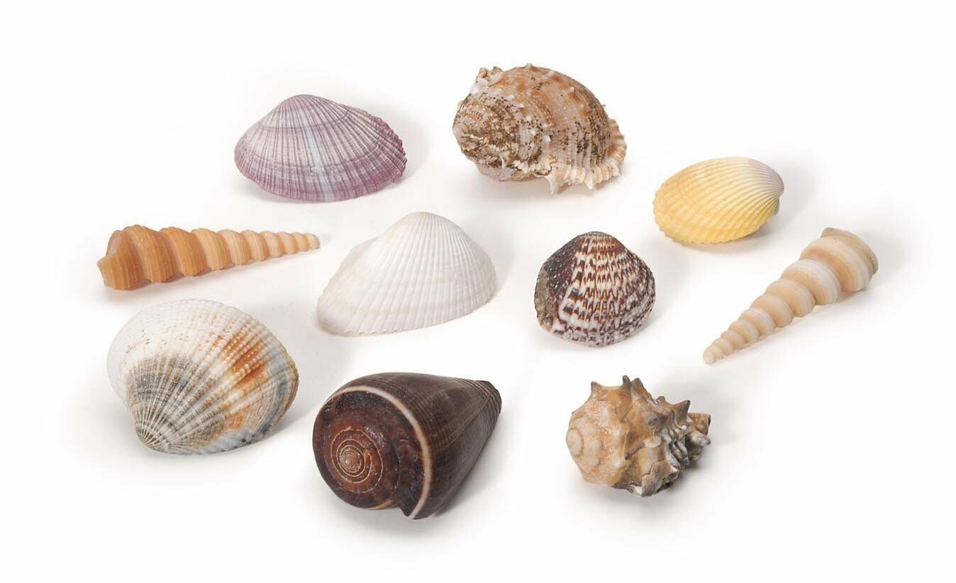 Darice Assorted Large Natural Beach Sea Shell Package