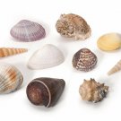 Darice Assorted Large Natural Beach Sea Shell Package