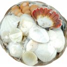 Darice Sea Shell Basket 6" Natural