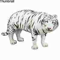 Tiger, Bengal, White