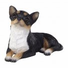 Chihuahua, TRI small size