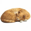 Cat, Orange