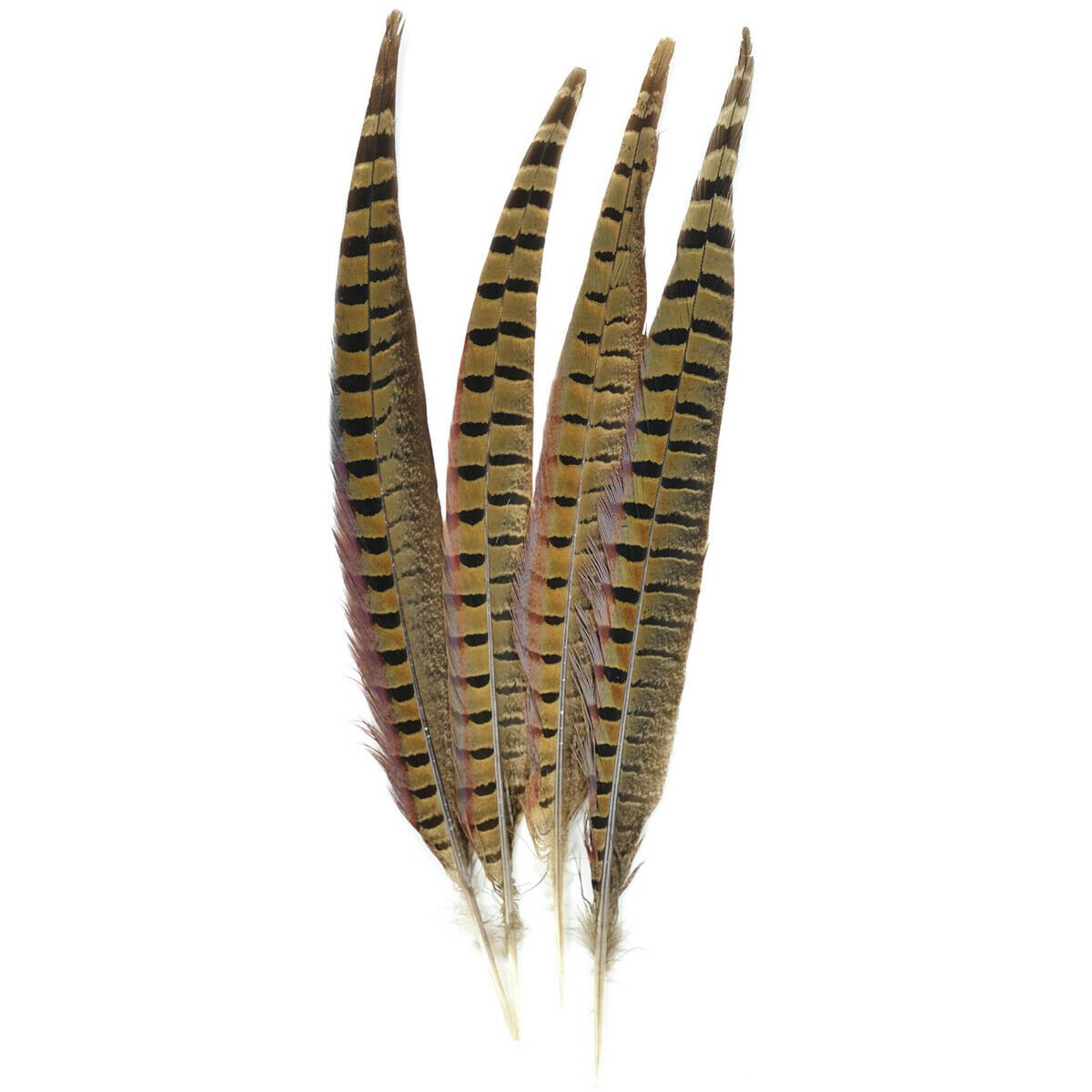 Ringneck Pheasant Feathers 4/Pkg-Natural