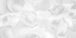 Darice Rose Petals White