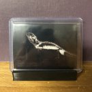 2024 Allen & Ginter X-Ray'd Bearded Dragon #XR-5