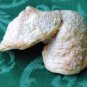 Double Fossilized Seashell as One - Unique
