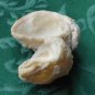 Double Fossilized Seashell as One - Unique