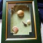 Sea Shells in Picture Frame ~ Brand New