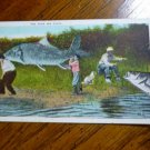 Fishermen and Giant Freak Fish Fishing Vntg Postcard Clean Unstamped Rare