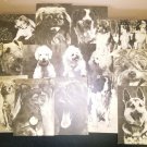 Vintage set of 17 postcards with different breeds of dogs made in USSR in 1969