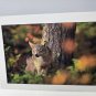Wolf Wolves Blank Greeting Card Defenders Wildlife Lot 3 Brandenburg 5x7 in 1999