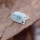 12+ "Dalmatian" Porcellio Scaber Isopods Live Insect Tank Clean Up Crew
