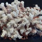 Finger Coral  (Acropora Humilis) 9" X 9"  -Real-